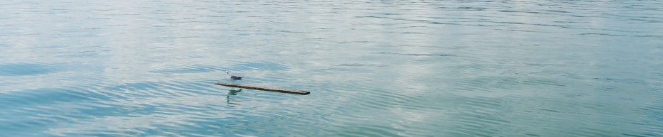 eine Möve auf dem Bodensee, bei Windstille